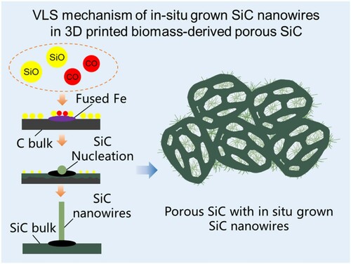 Figure 5. VLS mechanism of 3D printed porous biomass–derived SiCnw/SiC composite.