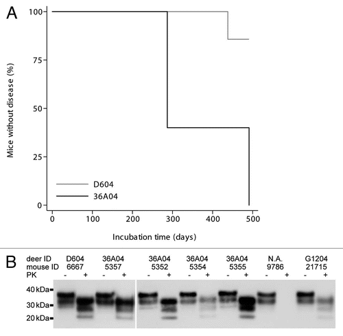 Figure 4 (A) Kaplan-Meier plots showing incubation times in Tg(ElkPrP) mice after i.c. inoculation with concentrated saliva samples collected from two mule deer (D604 and 36A04) at 427 and 658 d, respectively, after oral infection with CWD prions. (B) Protein gel blots of brain homogenates of Tg(ElkPrP) mice that were inoculated i.c. either with saliva samples collected from mule deer with CWD (ID numbers indicated; lanes 1–10) or with CWD brain homogenate from mule deer G1204 (lanes 13 and 14). Brain homogenates from uninoculated Tg(ElkPrP) mice are shown as controls (lanes 11 and 12). Samples were undigested (−) or digested with proteinase K (+). Molecular masses of protein standards are shown in kilodaltons (kDa).