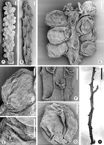 Figure 4. Zlatkocarpus pragensis (J. Kvaček & Eklund) comb. nov. A. Basal and medial parts of secondary axis with helically arranged fruits, holotype, F 2892. B. Apical part of empty secondary axis with bracts, F 3155. C–E. Fragments of secondary axis showing arrangement of fruits and supporting bracts, F 3154: C. Overview; D. Fruit with its bract and perianth; E. Bract and perianth. F. Details of empty bracts, detail of (B). G. Isolated fruit with well preserved perianth bearing conspicuous epidermal structure, F 3150. H. Basal part of primary axis with one secondary axis still attached, F 2894. Scale bars – 5 mm (H); 500 μm (A); 400 μm (B); 300 μm (C, F); 200 μm (E, G); 150 μm (D).