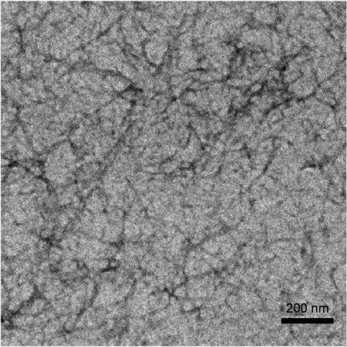 Figure 3 TEM image of 5 mg/mL d-RADA16-RGD peptide nanofibers.
