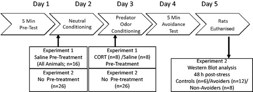 Figure 1. Schematic representation of experimental design. Rats underwent the conditioned place aversion (CPA) paradigm to index for the avoidance of predator-odor paired chamber. In Experiment 1, all rats received a subcutaneous vehicle (0.9% saline) injection prior to neutral conditioning (Day 1). The same rats were randomized to receive either vehicle or corticosterone (CORT) pretreatment prior to odor exposure (Day 2). In Experiment 2, the rats did not receive injections prior to conditioning and were euthanized at 48 h post-stress for biochemical analysis.