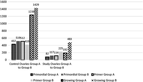 Figure 2. Comparison of number of follicles of control and study ovaries in Group A to Group B. Left side of the figure demonstrating the similar number of primordial, primary, and growing follicles in control ovaries of both Group A (unilateral oophorectomy was carried out at day 0, the remaining study ovary was removed by relaparotomy after 4-vinylcyclohexene diepoxide (VCD) administration for 15 days) and Group B (unilateral oophorectomy was carried out at day 0, the remaining study ovary was removed by relaparotomy after VCD administration for 15 days followed by DHEA daily for 45 days). Right side of the figure demonstrating the relatively higher numbers of primordial, primary, and growing follicles in study ovaries of Group B compared to Group A.