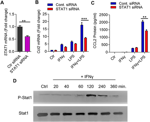 Figure 2 Synergistic expression of CCL2 is dependent on STAT1. (A) THP-1 monocytic cells were transfected with control/scrambled siRNA or STAT1 siRNA and incubated for 40h. Total RNA was extracted and real-time RT-PCR was performed to measure STAT1 mRNA expression. Target mRNA levels were normalized against GAPDH mRNA and gene expression relative to control was calculated using 2−ΔΔCT method. Relative STAT1 mRNA expression was expressed as fold expression over average of control (scrambled siRNA) gene expression. All data are expressed as mean ± SEM (n ≥ 3) and group means between two data sets were compared using Student’s t-test. All p-values < 0.05 were considered significant. The data show significant suppression of STAT1 mRNA expression in cells transfected with STAT1 siRNA compared to control siRNA transfected cells (**p< 0.01). (B and C) STAT1-deficient cells were treated for 24h with IFN-γ (10 ng/mL) and/or LPS (10 ng/mL) and Ccl2 mRNA (B) and protein (C) expression was determined using real-time RT-PCR and ELISA, respectively. Target mRNA levels were normalized against GAPDH mRNA and gene expression relative to control was calculated using 2−ΔΔCT method. Relative CCL2 mRNA expression was expressed as fold change over average of control (vehicle treatment) gene expression. All data are expressed as mean ± SEM (n ≥ 3) and group means between two data sets were compared using Student’s t-test. The data show significant suppression of (B) CCL2 mRNA (***p< 0.001) and (C) CCL2 secreted protein (**p< 0.01) in cells co-stimulated with IFN-γ and LPS as compared to those stimulated with IFN-γ or LPS alone. (D) Western blot showing phosphorylation of STAT1 after IFN-γ (10 ng/mL) treatment over time indicates the optimal STAT1 phosphorylation at 120 min.