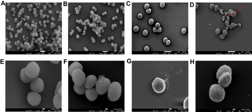 Figure 5 The changes in the morphology of MRSA cells with BER by field emission scanning electron microscope. (A and E): 0×MIC; (B and F): 1×MIC; (C and G): 2×MIC; (D and H): 4×MIC. Shown by the arrow is flocculent substances.