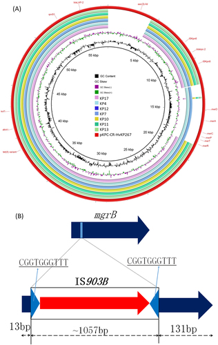 Fig. 3 Mechanisms of tigecycline and colistin resistance in clinical CRKP. (a) pKPC-CR-HvKP267-like plasmid carrying both tet(A) and blaKPC-2 genes was detectable in CRKP strains isolated in this study. (b) Insertion of IS903B into the 13th and 14th position of the mgrB gene