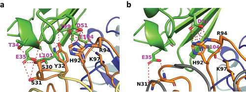 Figure 5. Modelling of the binding interface to CD47 of the K2-derived, affinity-enhanced, K38 fab.