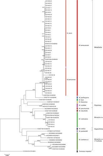 Figure 23. Maximum Likelihood (ML) tree of concatenated COI + (short) 16S rDNA haplotypes obtained from specimens of Monacha atacis and Monacha samsunensis compared with sequences obtained from GenBank for representatives of the other Monacha species. Concatenated COI + 16S rDNA sequences (Table S1) were cut to 932 positions (600 bp COI + 332 bp 16S) in length. Numbers next to the branches indicate bootstrap support above 50% calculated for 1000 replicates from ML (left) and NJ (right) analysis (Felsenstein Citation1985). The tree was rooted with Trochulus hispidus concatenated sequences KY818415 + KY818541 deposited in GenBank by Neiber et al. (Citation2017).