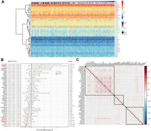 Figure 2 Construction of ICGs and its prognostic value for colorectal cancer in the GEO cohort. (A) ICGs express heatmap in GSE39582 dataset. Red: high expression group, green: medium expression group; Blue: low expression group. (B) The expression of 9 ICGs associated with CRC prognosis; (C) Correlation of ICGs expression level. Explanation: only the gene pairs with significant correlation test were shown, and the blank indicated that the correlation test was not significant (Data are plotted as mean ± SD. *P<0.1, **P<0.05, ***P<0.01).