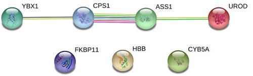 Figure 6 STRING networks of the 7 DEPs (ASS1, CPS1, UROD, HBB, CYB5A, YBX1, and FKBP11) potentially for identifying poorly- and well-differentiated hepatocellular carcinoma. Different line colours represent the types of evidence for the association. Green colour depicts neighbourhood; Red colour: Gene fusion; Pink colour: Experiments; Light green colour: Text mining; Blue colour: Cooccurrence; Dark blue colour: Coexpression; Purple colour: Homology; and circle nodes indicated different proteins. Interaction networks are shown in evidence view.