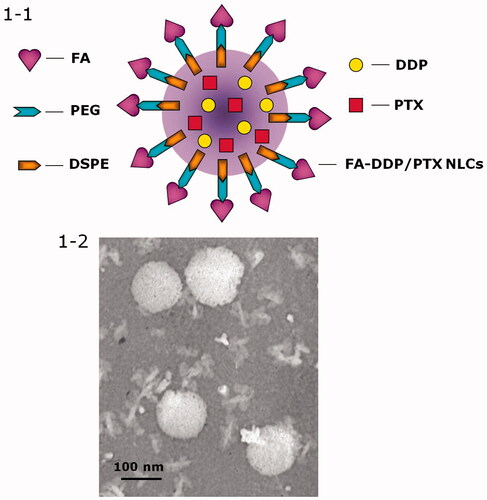 Figure 1. (1) Scheme graph of the construction of FA-DDP/PTX NLCs; (2) TEM image of FA-DDP/PTX NLCs.