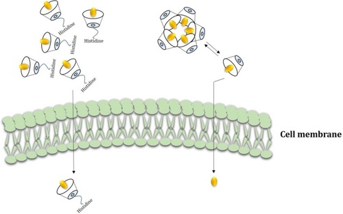Figure 11 Conceptual description of His-βCD-PH and HP-βCD-PH inclusion complexes transmittance across cell membrane. HP-βCD-PH aggregates constantly in cell culture and releases PH into cell membrane slowly but His-βCD-PH probably can penetrate into the cell membrane because of cationic amine group and hydrophobic affinity and release PH into cytoplasm and nucleus.