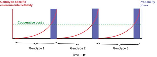 Figure 2. Simplified model of alternating asexual and sexual reproduction driven by genotype-specific environmental lethality due e.g. to parasitism. Assuming genotype-specific lethality is sufficient to completely eliminate the susceptible genotype, species survival requires sex to generate a (one, for simplicity) new genotype. In this case, the Hamilton’s rule benefit b for somatic cells of cooperating with germ cells to enable sex rises with lethality; in the simplest case, they are the same (red) curve. When the cost threshold c sufficient to enable sex (green dashed line) is reached, sexual reproduction occurs (blue bars) until the existing genotype is eliminated by the still-rising environmental lethality. The cycle then repeats with the new, sexually-generated genotype