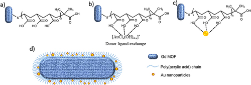 Figure 3 The synthetic strategy for fabricating hybrid GdMOF-PAA-Au nanostructures involves a sequential multi-step process: (a) the initial deposition of poly(acrylic acid) (PAA) onto the surface of gadolinium metal-organic framework (GdMOF) nanostructures, (b) the subsequent adsorption of gold (Au) ions onto the PAA-functionalized GdMOF nanostructures, and (c) the reduction of the Au ions, culminating in the formation of gold nanoparticles (AuNPs) firmly entrapped within the PAA matrix on the nanostructure’s surface. (d) A schematic delineation of the hybrid nanostructure is presented, where the GdMOF core is depicted in blue, the entangled PAA chains in blue, and the incorporated AuNPs are illustrated in gold, demonstrating the complex’s structural composition and the spatial distribution of its constituents. Reprinted with permission from Tian C, Zhu L, Lin F, Boyes SG. Poly(acrylic acid) Bridged gadolinium metal-organic framework-gold nanoparticle composites as contrast agents for computed tomography and magnetic resonance bimodal imaging. ACS Appl Mater Inter. 2015;7(32):17765–17775. Copyright 2015 American Chemical Society.Citation11