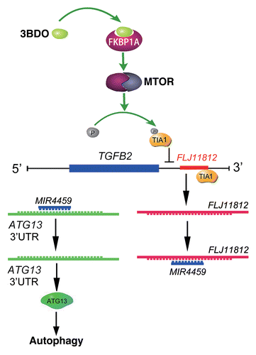 Figure 10. Conceptual schematic of 3BDO and FLJ11812 mechanism of action. 3BDO can occupy the rapamycin-binding site, blocks the interaction of rapamycin and FKBP1A, and activates the MTOR signaling pathway and subsequent TIA1 phosphorylation. TIA1 phosphorylation and the reduced interaction between the 3′ UTR of TGFB2 and TIA1 by 3BDO might affect the production of an lncRNA, FLJ11812. FLJ11812, with decoy activity for MIR4459 and by sequestering MIR4459, regulates the level of MIR4459 target, ATG13, and autophagy.