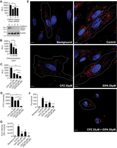 Figure 4. Clathrin-mediated endocytosis contributes to sEV uptake.FIGURE_SHOULD_BE_IN_COLOR_(AS_SUBMITTED)