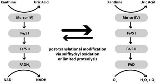 Figure 1. Xanthine oxidoreductase reactions. For XDH, xanthine is oxidized to uric acid at the Mo-co and electrons transferred via two Fe/S centers to the FAD where NAD + is reduced to NADH (left). For XO, xanthine is oxidized to uric acid at the Mo-co and electrons are transferred to the FAD where O2 is reduced to O2•− and H2O2 (right). Conversion from XDH to XO is mediated by post-translational modification. Reprinted from Pharmacol Rep 2015;67:669–74 with permission from ElsevierCitation5.