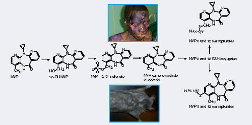 Figure 4. Elucidation of the common pathways of nevirapine metabolism between humans and a rat model of NVP skin toxicity.NVP: Nevirapine.
