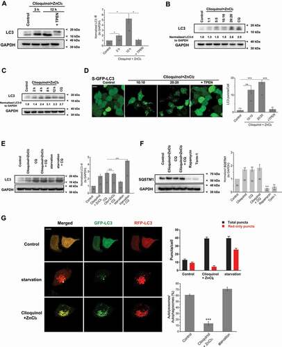 Figure 4. Zinc influx originating from the extracellular fluid arrests autophagy. (A) Zinc influx induced by co-application of ZnCl2 (20 μM) and clioquinol (20 μM) significantly increased LC3-II levels in HeLa cells, confirmed by the western blot experiments. TPEN (10 μM) profoundly reduced increased LC3-II levels induced by ZnCl2 and clioquinol. (B, C) The increases in LC3-II levels caused by co-application of ZnCl2 and clioquinol in HeLa cells were dose- (B; 4 h treatments) and time-dependent (C; 20 μM clioquinol + 20 μM ZnCl2 used here). (D) Co-application of clioquinol and ZnCl2 induced LC3 puncta in GFP-LC3 stably expressing HEK 293 T (S-GFP-LC3) cells and LC3 puncta structures were reduced by co-application of TPEN (10 μM). All treatments were for 4 h. Scale bar: 10 μm. (E) CQ (10 μM) did not further increase LC3-II levels than clioquinol alone (20 μM clioquinol + 20 μM ZnCl2) in HeLa cells, whereas it facilitated LC3-II levels increased by starvation (AA- and FBS-free). (F) SQSTM1 levels were measured under different treatments in HeLa cells including the control, 20 μM clioquinol + 20 μM ZnCl2, CQ (10 μM), CQ+ clioquinol + ZnCl2, rapamycin (50 μM), and torin-1 (1 μM). Rapamycin and torin-1 served as positive controls for inducing autophagy (reducing SQSTM1 levels). (G) In GFP-RFP-LC3 transiently expressed HeLa cells, application of ZnCl2 and clioquinol (20 μM+20 μM) caused both increased green and red puncta in the same pace, while starvation (AA- and FBS-free) induced much more red puncta over green puncta. All treatments were for 4 h. Scale bar: 10 μm. The numbers of total (autophagosomes) and red only puncta (autolysosomes) and ratio of autolysosomes to autophagosomes were quantified from three independent experiments (typically n = 6–13 cells). Error bars indicate Mean ± SEMs in panels A, D, E, F and G. Significant differences were evaluated using one-way ANOVA followed by Tukey’s test. *P < 0.05; **P < 0.01; ***P < 0.001