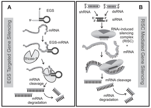 Figure 3 Comparison of (A) EGS directed targeting of mRNA to RNase P with (B) small double-stranded RNA (dsRNA) or regulatory short hairpin RNA (shRNA) directed targeting of mRNA to RISC. Both pathways require a nucleotide guide sequence – for RNase P, EGS is the guide while for RISC, the antisense strand of a double-stranded small interfering RNA (siRNA) is incorporated into the RISC complex. siRNAs can be directly introduced into the cell or are generated by the enzyme, Dicer from short hairpin RNA generated from a DNA template or from dsRNA. In this view, the EGS that binds to target mRNA and forms a substrate recognized by RNase P is directly analogous by function to the antisense strand of the 21–23 nucleotide siRNA that is incorporated into RISC and guides Slicer mediated mRNA cleavage. Both RNase P and the argonaute protein Slicer introduce a single cleavage site in the target – the cleaved mRNA is recognized as abnormal and further degraded by cellular nucleases.