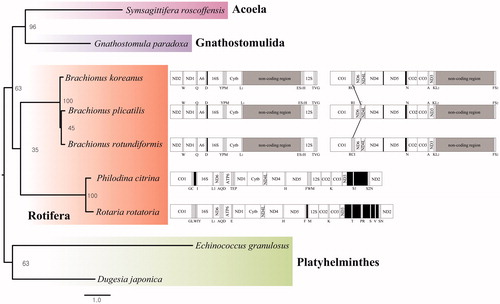 Figure 1. Phylogenetic analysis. We conducted a comparison of the 11 mitochondrial DNA genes except for ND4L gene of Acoela, Gnathostomulida, Platyhelminthes, and Rotifera. The 11 mitochondrial DNA genes were aligned by ClustalW. Maximum likelihood (ML) analysis was performed by Raxml 8.2.8 (http://sco.h-its.org/exelixis/software.html) with GTR + Gamma + I nucleotide substitution model. The rapid bootstrap analysis was conducted with 10,000 replications with 48 threads running in parallel. The complete mitochondrial genomes were shown in parallel with a phylogenetic tree. The line on the mitochondrial genome indicates a translocation of tRNAs. The Platyhelminthes served as outgroup.
