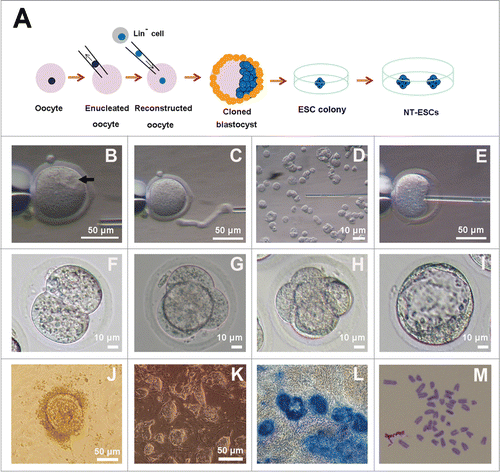 Figure 3. Derivation of NT-ESCs. (A) Strategy for derivation of NT-ESCs. By injecting the nuclei of Lin− cells into enucleated oocytes, reconstructed oocytes were obtained. When the cloned embryos developed to the stage of expanded or hatched blastocysts, the ZP was removed and each of the blastocysts was transferred into individual wells in a 96-well plate. After 5–7 d in culture, proliferating, outgrown colonies were trypsinized and re-plated on the feeder layer in fresh ES medium until stable cell lines grew out. (B) Intact oocytes. The spindle site is pointed by an arrow. (C) Enucleated oocyte. (D and E) The procedure of injecting the nuclei of Lin− cells into enucleated oocytes. (F) 2-cell embryo. (G) 4-cell embryo. (H) Morulae embryo. (I) Expanded blastocyst. (J) Proliferating outgrowths from one hatched blastocyst on the feeders. (K) Lin− cells-derived NT-ESCs. (L) AP positive staining in the amplified colonies. (M) Karyotype of NT-ESCs showing the normal diploid complement of 40 chromosomes.