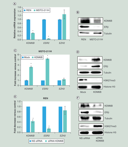 Figure 1.  Relationship between ESR2, KDM6B and EZH2 expression in REN and MSTO-211H malignant pleural mesothelioma cells. (A) Real time-PCR analyses of KDM6B, ESR2 and EZH2 mRNA in MSTO-211H compared to REN cells. 18S rRNA was used as housekeeping gene. (B) Representative western blot analysis of KDM6B and ERβ in MSTO-211H compared to REN cells. Tubulin was used as loading control. (C) Real time-PCR of KDM6B, ESR2 and EZH2 mRNA in KDM6B overexpressing MSTO-211H cells compared to their mock controls. 18S rRNA was used as housekeeping gene. (D) Representative western blot analysis of KDM6B, ERβ, H3K27me3 and total histone H3 in KDM6B overexpressing MSTO-211H cells compared to mock cells. Tubulin was used as loading control. (E) Real time-PCR analyses of KDM6B, ESR2 and EZH2 mRNA in KDM6B silenced REN cells compared to their NS siRNA controls. 18S rRNA was used as housekeeping gene. (F) Representative western blot analysis of KDM6B, ERβ, H3K27me3 and histone H3 in KDM6B silenced REN cells compared to their NS siRNA controls. Tubulin was used as loading control. Each graph is representative of three independent experiments. Each bar represents mean ± standard deviation.*p ≤ 0.05.ERβ: Estrogen receptor β; NS: Nonspecific control siRNA.