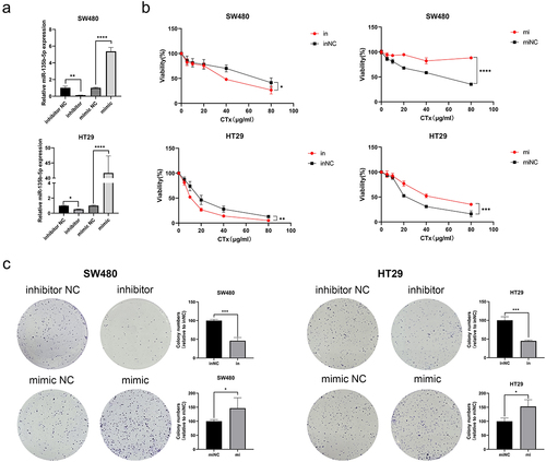 Figure 2. miR-135b-5p enhances CTx resistance of CRC in vitro. (a) MiR-135b-5p expression in SW480 and HT29 cells treated with CTx after upregulating or knockdown miR-135b-5p (b, c) SW480 and HT29 cells viability was detected by CCK-8 assay and colony formation experiments.