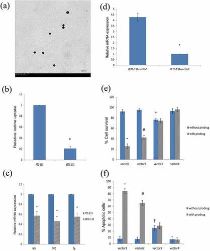 Figure 1. (a) Transmission electron microscopic image of the constructed nanoparticles (vector1). (b) The radioiodine uptake was lower in dFTC-133 cells than that in FTC-133 ones (*P < 0.05, FTC-133 vs dFTC-133). (c) Relative mRNA expression of the thyroid specific markers were decreased in dFTC-133 cells relative to FTC-133 cells, respectively (*P < 0.05, FTC-133 vs dFTC-133 in each comparison). (d) The expression level of CD/TK mRNA was significantly higher in dFTC-133+ vector1 than that in dFTC-133+ vector2 (*P < 0.05, ‘dFTC-133+ vector2ʹ vs ‘dFTC-133+ vector2ʹ). (e-f) Marked difference between ‘with prodrug’ and ‘without prodrug’ groups can be shown in vector1 and vector2 group, respectively (*P < 0.05, #P < 0.05, ‘with prodrug’ vs ‘without prodrug’ in each subgroup). Nevertheless, increased cell apoptosis and decreased cell viability can be observed in cells transfected with vector1 compared with those with vector2 (* vs #, P < 0.05, ‘with prodrug’ in ‘vector1ʹ vs ‘vector2ʹ). Increased cell apoptosis and decreased cell viability were observed in vector3 group compared with vector4, regardless of prodrug treatment (†P < 0.05, ‘vector3ʹ vs ‘vector4ʹ in each subgroup)