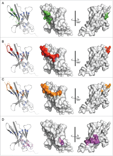 Figure 2. Hot spot residues mapped on hPD-1 structure. (A) hPD-L1 binding site. Data were obtained from the literature.Citation18 (B-D) Binding sites of antibody R11, R9 and the control antibody R10, respectively. Data were from Table 1. Colors in the pictures are included to help distinguish differences between epitopes. The structure of hPD-1 was taken from the crystal structure (PDB code 4ZQK), whose missing loops (Asp85-Asp92) were remodeled by adopting initial conformations from the NMR structure (PDB code 2M2D). The back β-strands are A′, B, E, D, A and G′. The front sheets are labeled in G, F, C and C′. The C″ strand observed in mPD-1 lost its secondary structure in hPD-1.Citation18, 20