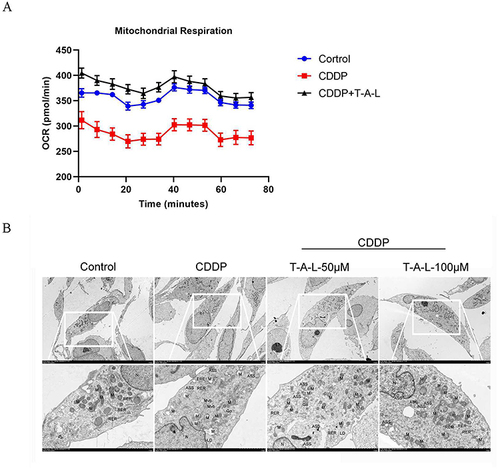 Figure 10 T-A-Ls attenuate CDDP‐induced mitochondrial injury and mitochondrial energy metabolism in vitro. (A) OCR levels were quantified in HK-2 cells (n = 6). (B) Micrographs of mitochondria in HK-2 cells taken by TEM.