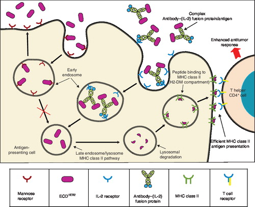 Figure 5. Schematic model of the mechanism involved in the antitumor effect of vaccination with complexes consisting of ECDHER2 and anti-HER2/neu IgG3-(IL-2) in DC. Anti-HER2/neu IgG3-(IL-2) can bind HER2/neu expressed as soluble antigen ECDHER2. This soluble antigen is poorly processed because of its high level of glycosylation that results in its binding to the mannose receptor, early endosomal retention, and recycling back to the cell surface. However, the interaction between the complex of ECDHER2 plus anti-HER2/neu IgG3-(IL-2) with IL-2 receptor (IL-2R) expressed on the cell surface induces ECDHER2 internalization and trafficking to the late endosome/lysosome MHC class II pathway facilitating the processing and presentation to CD4+ T cells via MHC class II molecules in order to stimulate the immune response against HER2/neu positive tumor cells.