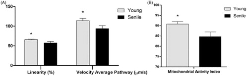 Figure 1. (A) Sperm linear motility (%), velocity average pathway—VAP (μm s−1) and (B) mitochondrial activity index (%) in the Young and Senile groups. *Difference between groups (p < .05).