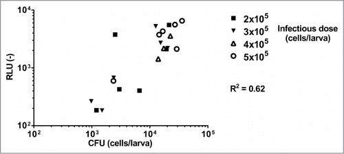 Figure 2. Dose response of the luminescence signal of C. albicans luminescent cells detected in the pulp of G. mellonella larvae. Each point corresponds to a single larva. Six animals were injected with a given dose of C. albicans cells. CFU counts and luminescence signals were measured 24 h post-infection. Missing points are due to dead animals at 24 h post-infection. This experiment is representative of 2 independent experiments. Correlation (R2) between RLU and CFU was calculated with a Pearson test (p < 0.0001 for all tested strains) using Graph Pad Prism 6. RLU (−): arbitrary units of luminescent signal.