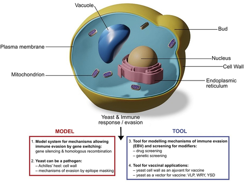 Figure 2. The various use of yeast to explore and modulate the immune response. Adapted from Angrand, G. et al., 2019.