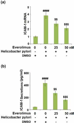 Figure 5. Everolimus suppresses Helicobacter pylori-induced expression of ICAM-1 in gastric epithelial AGS cells. (a). mRNA of ICAM-1; (b). Secretion of ICAM-1 (####, P < 0.0001 vs. vehicle group; $, P < 0.01, 0.001 vs. Helicobacter pylori group, N = 5).