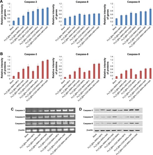 Figure 8 qRT-PCR and Western blot analyses of U251 cells after different treatments.Notes: (A) The quantitative real-time polymerase chain reaction analyses to evaluate the relative mRNA levels of caspase-3, caspase-8, and caspase-9 in U251 cells with various treatments and (C) β-actin was used as an internal control to normalize the data. (B) Western blot analyses to evaluate the protein levels of caspase-3, caspase-8, and caspase-9 in U251 cells of different treatment groups, and (D) β-actin was used as an internal control to normalize the data.Abbreviations: MFH, magnetic fluid hyperthermia; MNPs, magnetic nanoparticles; NIR, near-infrared hyperthermia.