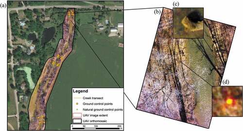 Figure 4. Study area for Campaign 2 illustrating: (a) the location of the manually measured creek transects, location of control points, and the UAV orthomosaic, (b) a single nadir UAV image (c) a ‘natural’ GCP (point captured on the edge of a fallen log), and (d) a GCP. TLS survey locations and bank accuracy assessments were conducted where control points were clustered.