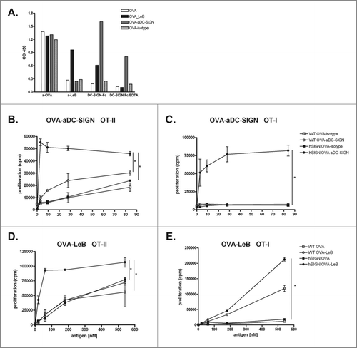 Figure 1. Enhanced proliferation of T cells by antigen targeting to DC-SIGN. (A) Glycan and antibody-modified OVA efficiently bind human DC-SIGN. LeB-, aDC-SIGN-, isotype Ab-modified and native OVA were analyzed by ELISA using anti-OVA or anti-LeB antibodies or binding to DC-SIGN using DC-SIGN-Fc chimeric molecules. Depicted results are representative of four independent experiments. (B–E) hSIGN and WT BMDCs were pulsed with indicated concentrations of OVA-aDC-SIGN, OVA-isotype (B+C), OVA-LeB or native OVA (D+E) and subsequently co-cultured with purified CD4+ OT-II T cells or CD8+ OT-I T cells. Expansion of OVA-specific T cells was determined using 3H-thymidine incorporation. Data are shown as means +/˗ SD of triplicate cultures. * P < 0.05. Results shown are representative of three independent experiments.