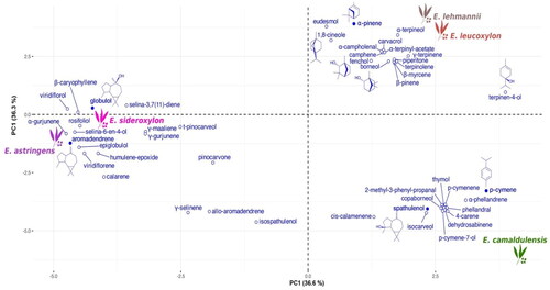 Figure 3. PCA biplot of the Eucalyptus spp. leaf essential oils.