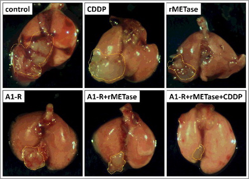 Figure 4. Representative photos of treated and untreated osteosarcoma lung-metastatic PDOX models.