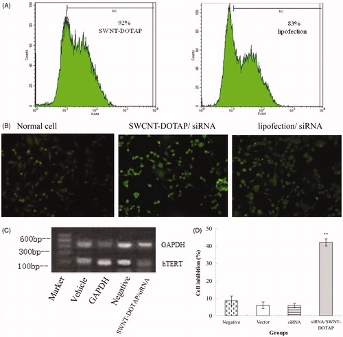 Figure 4. The delivery efficiency, RNAi efficiency and tumor cell inhibition of the SWNT–DOTAP/siRNA complexes in PC-3 cells. (A and B) Transfection efficiency of the complexes detected by flow cytometry and fluorescence microscopy, respectively. FAM-labeled siRNA were used. (C) Gene silencing assessed by RT-PCR. (D) Cell inhibition measured by SRB assays. **p < 0.01 versus the vector group.