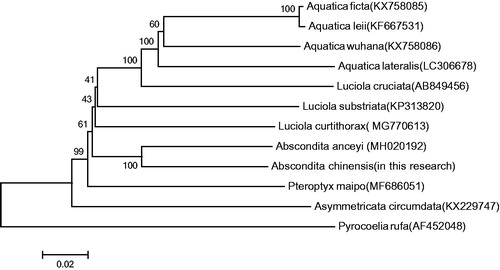 Figure 1. Molecular phylogeny of Abs. chinensis and 11 other firefly species based on the complete mitochondrial genome. The complete mitochondrial genome was downloaded from GenBank and the phylogenic tree was constructed by neighbor-joining method with 1000 bootstrap replicates. MtDNA accession numbers used for tree construction are as follows: Pteroptyx maipo (MF686051) Aquatica ficta (KX758085), Pyrocoelia rufa (AF452048), Aquatica leii (KF667531), Aquatica wuhana (KX758086), Luciola cruciata (AB849456), Asymmetricata circumdata (KX229747), Aquatica lateralis (LC306678), Abscondita anceyi (MH020192), Luciola curtithorax (MG770613) and Luciola substriata (recently identified as Sclerotia flavida by Ballantyne et al. Citation2016)(KP313820).