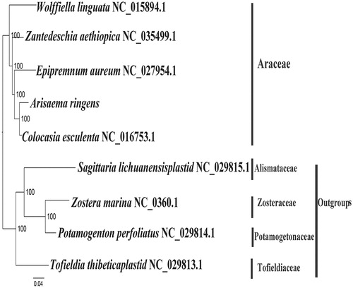 Figure 1. The best ML phylogeny recovered from nine complete plastome sequences by RAxML. Accession numbers: Arisaema ringens (Genbank, Accession number, MK111107, this study), Tofieldia thibeticaplastid NC_029813.1, Zantedeschia aethiopica NC_035499.1, Epipremnum aureum NC_027954.1, Colocasia esculenta NC_016753.1, Sagittaria lichuanensisplastid NC_029815.1. Outgroup: Potamogeton perfoliatus NC_029814.1, Zostera marina NC_036014.1, Wolffiella lingulata NC_015894.1.