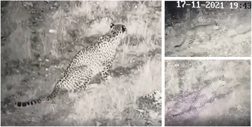 Figure 4. Screenshots taken from the thermal camera video of the leopard in Şırnak.