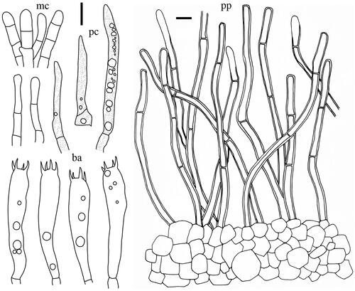 Figure 6. Microscopic features of Lactifluus albidopectinatus sp. nov. All scale bars = 10 µm. Horizontal scale bars are for pileipellis and vertical scale bars are for other microscopic features.