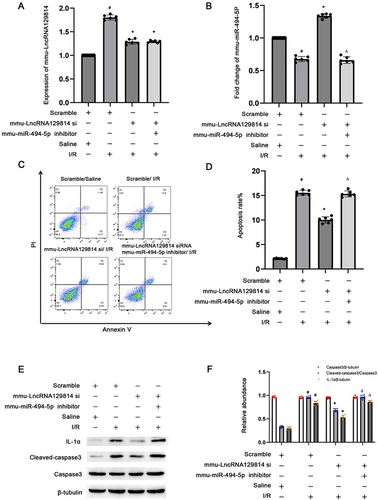 Figure 7 Mmu-miRNA-494-5p inhibitor reverses the anti-apoptotic effect of mmu-lncRNA 129814 siRNA during I/R treatment. After transfection with mmu-miRNA-494-5p inhibitor (100 nM) and mmu-lncRNA129814 siRNA (100 nM) or scramble, saline or I(2-h)/R(2-h) exposure was conducted. (A) qRT-PCR assay of mmu-lncRNA129814 expression in BUMPT cells. (B) qRT-PCR assay of mmu-miRNA-494-5p in BUMPT cells. (C) FCM evaluation of BUMPT cell death. (D) Apoptotic rate of BUMPT cells. (E) Immunoblotting of IL-1α, Casp3, Cle-Casp3, and tubB in BUMPT cells. (F) The results of grayscale assessment. Mean±SD (n = 6). #p < 0.05, scramble + I/R vs scramble + saline; *p < 0.05, mmu-lncRNA129814 siRNA + I/R vs scramble + I/R. Δp > 0.05, mmu-lncRNA129814 siRNA and mmu-miRNA-494-5p inhibitor + I/R vs scramble + I/R.