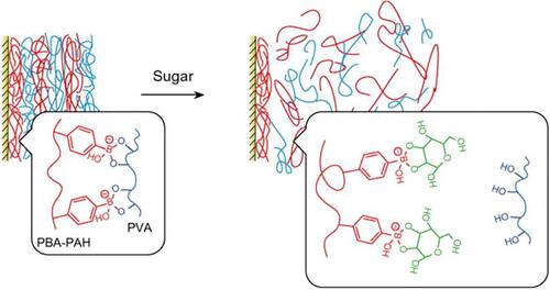 Figure 4 A schematic illustration of the mechanism for sugar-induced decomposition of (PBA-PAHPVA) 10 films. Sugars competitively bind to PBA-PAH in the multilayer films to replace PVA because sugars contain 1.2- and 1.3-diol moieties, resulting in destabilization or decomposition of the films.