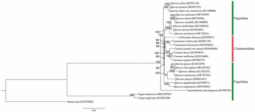 Figure 1. Phylogenetic tree constructed for Fagaceae, based on 63 protein-coding genes from chloroplast genomes. Accession numbers are given in parentheses. Bootstrap values are indicated for each branch. Asterisk indicates the species sequenced in this study.