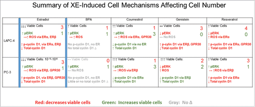 Figure 6. Summary of XE responses for mechanisms that affect the number of viable LAPC-4 vs. PC-3 cells. Estradiol is shown for comparison, summarizing the data from our previous publication Citation69. Mechanisms in red text contribute to decreases in viable cell numbers, while mechanisms in green text increase the number of viable cells. Gray text indicates mechanisms that did not make any contribution to changes in cell numbers. These mechanistic contributions are summed in the red and green numbers in the upper right-hand corner of each box. Δ = change
