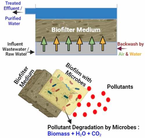 Figure 2. Biofilter typical setup and working mechanism in the degradation of organic and inorganic pollutants present in air and wastewater.